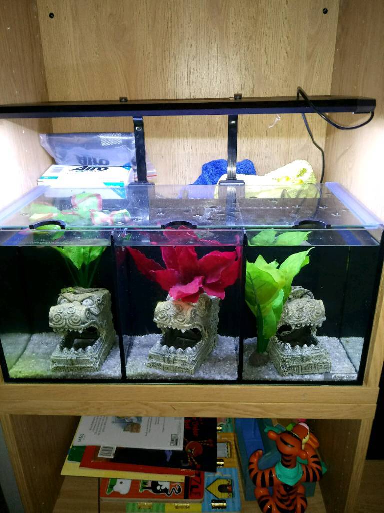 Aqua one betta tank trio with betta fish tank in Tranent, East