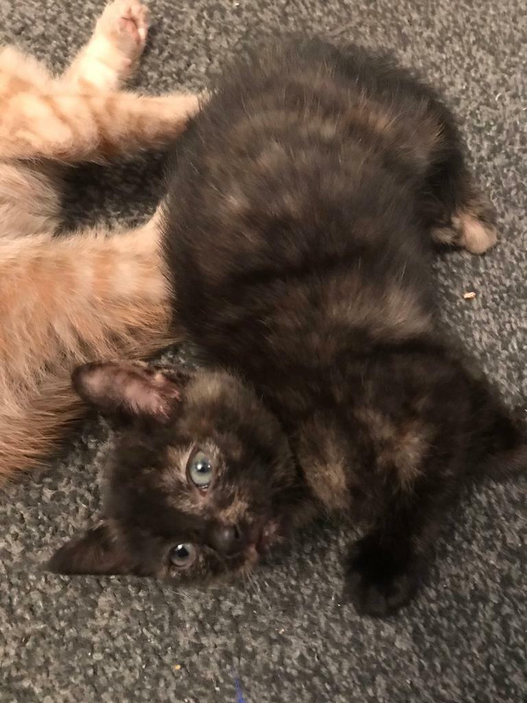 Tortoiseshell British Short Haired Kitten For Sale In Lambeth London