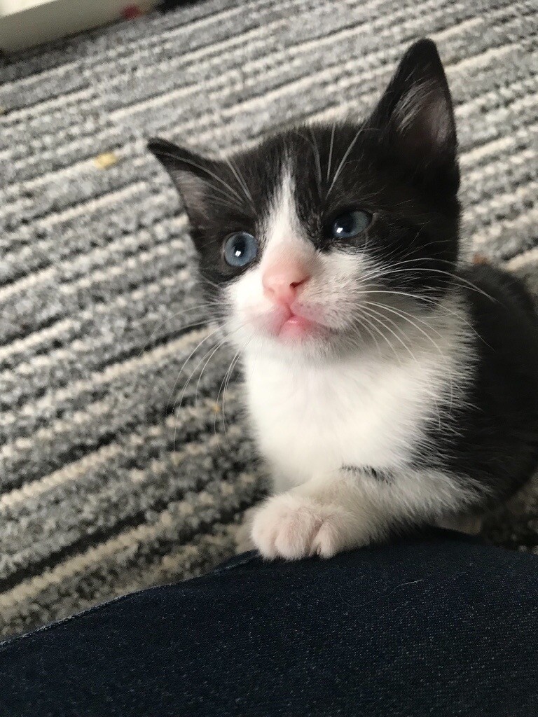 10 week old kittens . Ready now for forever home. | in Burton-on-Trent