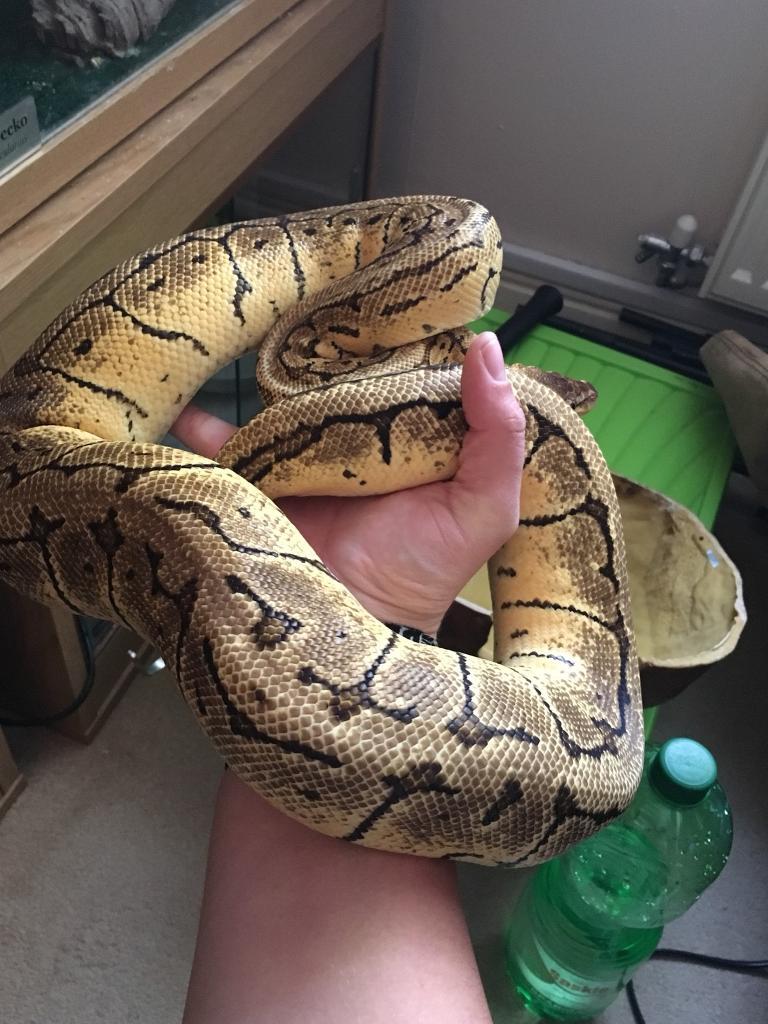 Female royal python in Thornaby, County Durham Gumtree