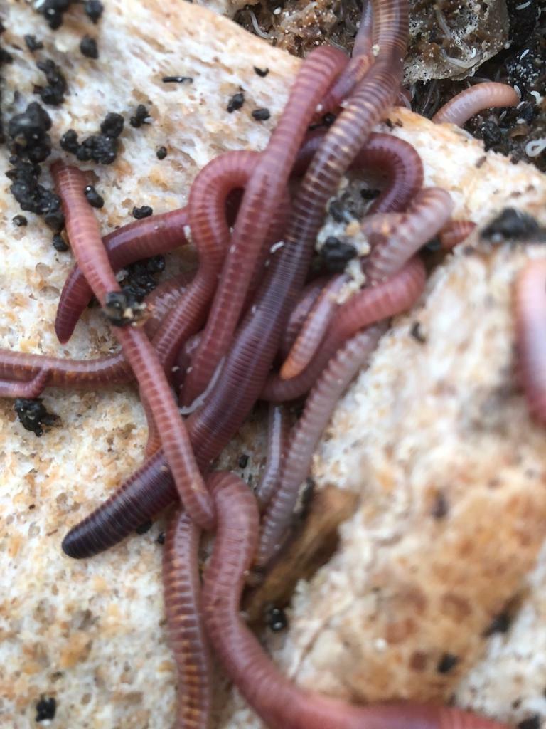 Dendrobaena Worms ( in Poole, Dorset Gumtree