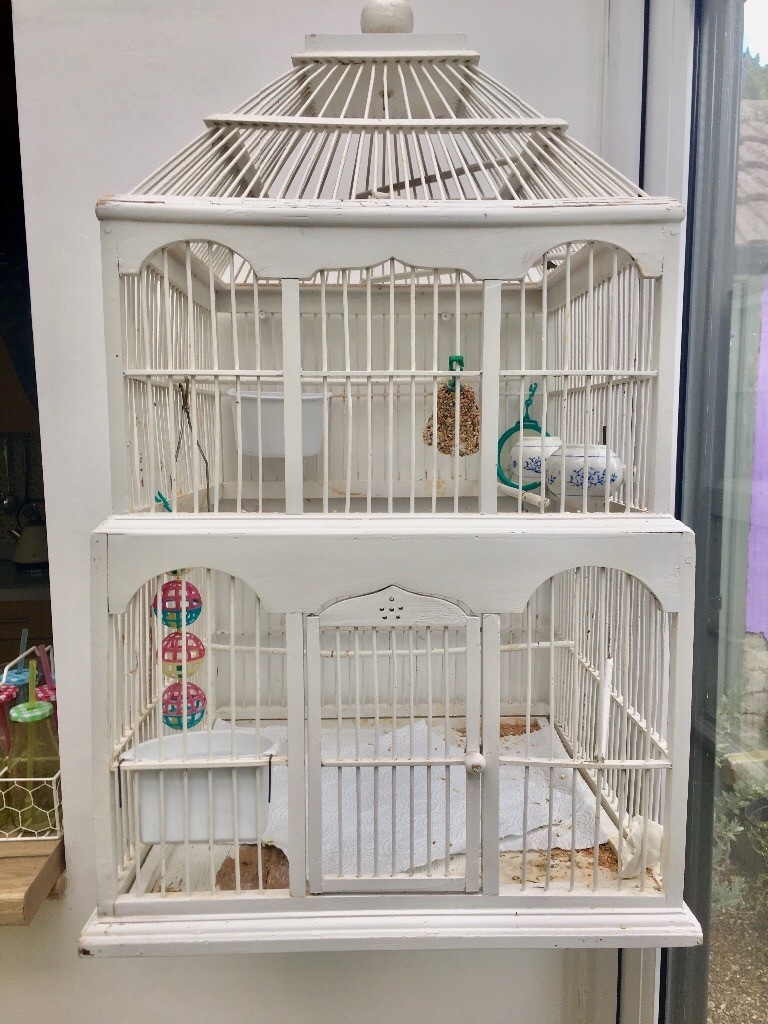 2 male zebra finch with cage in Rochester, Kent Gumtree