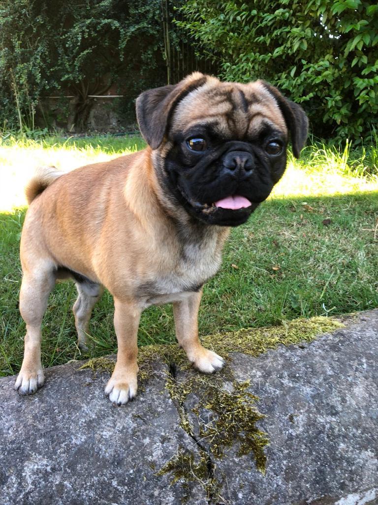 Apricot pug in Leven, Fife Gumtree