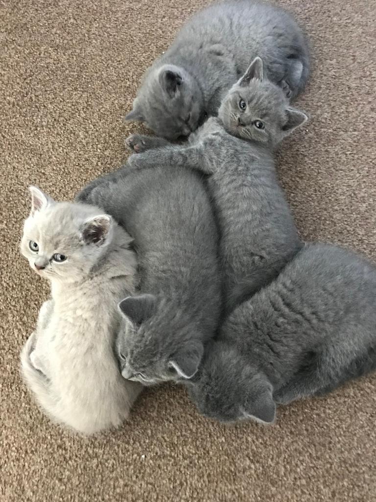 British blue kittens forsale in Waltham Cross, Hertfordshire Gumtree