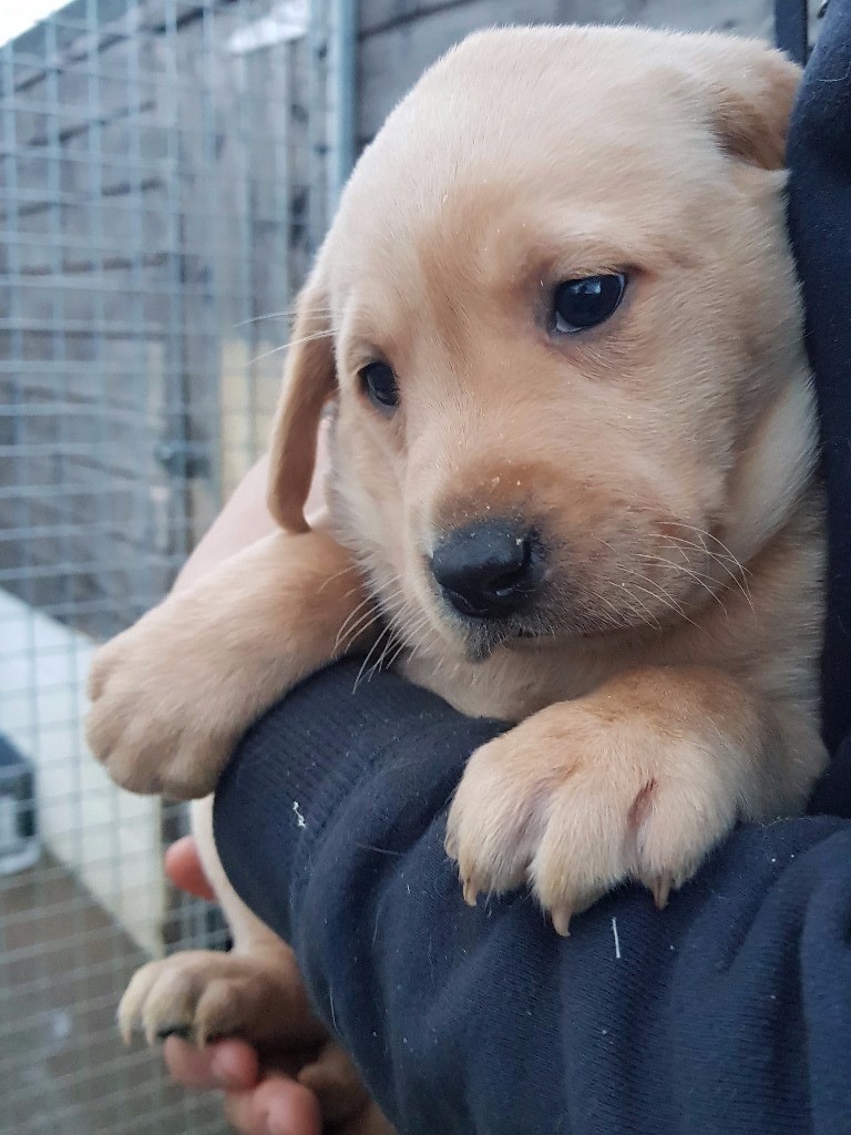 Labrador Pups in Brechin, Angus Gumtree