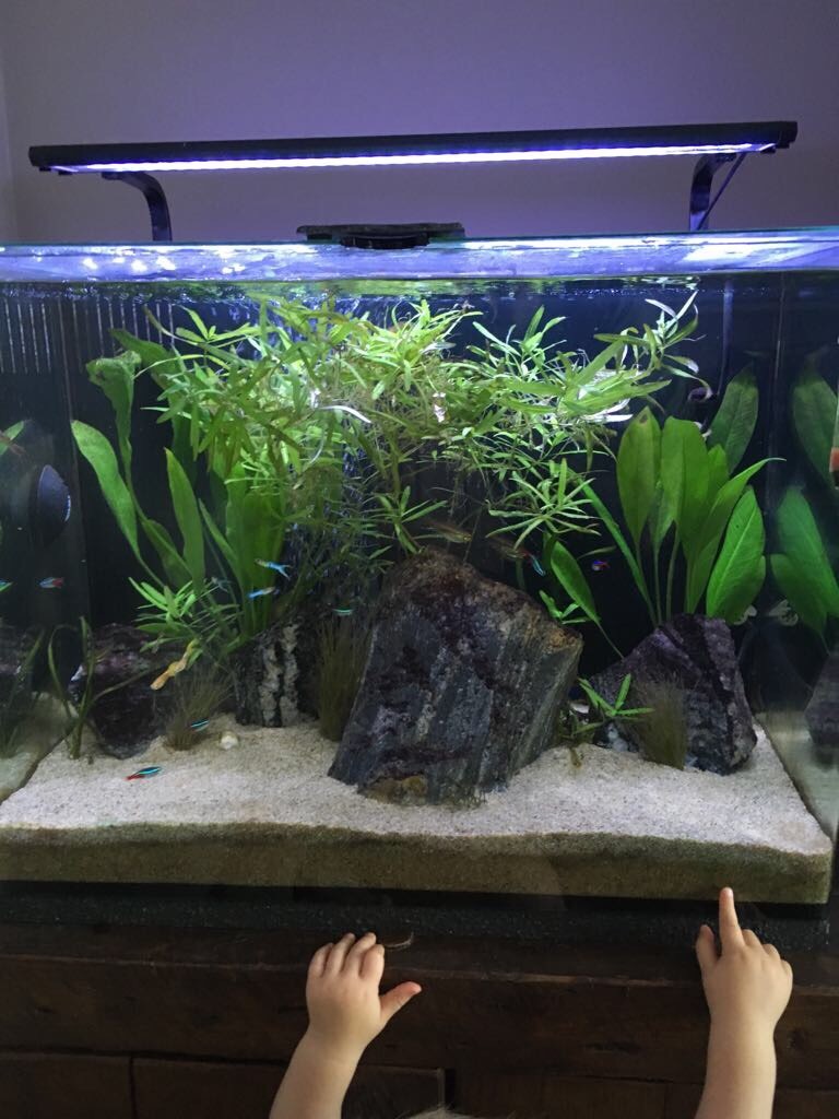 Aqua One 60 Fish Tank in St Helens, Merseyside Gumtree