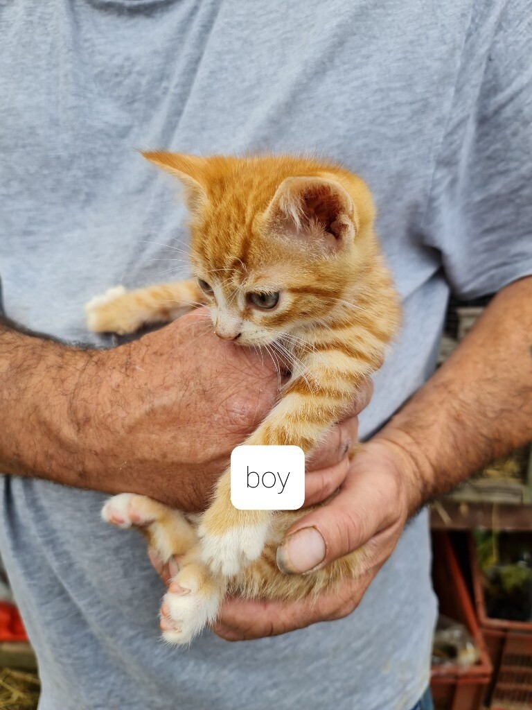 Kittens in Norwich, Norfolk Gumtree