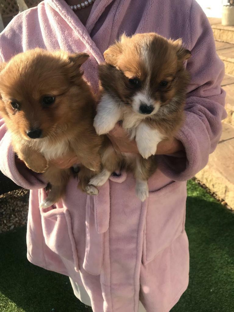 Beautiful Pomeranian cross Puppies for sale in Lutterworth