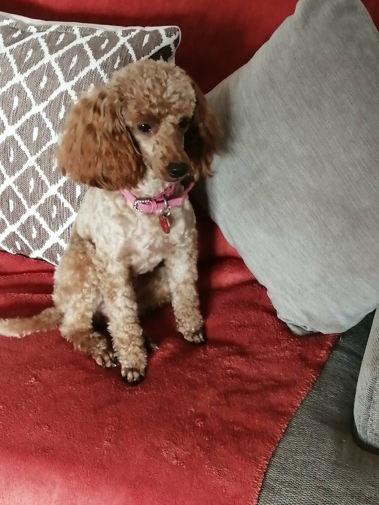 Toy Poodle Girl red in Sleaford, Lincolnshire Gumtree