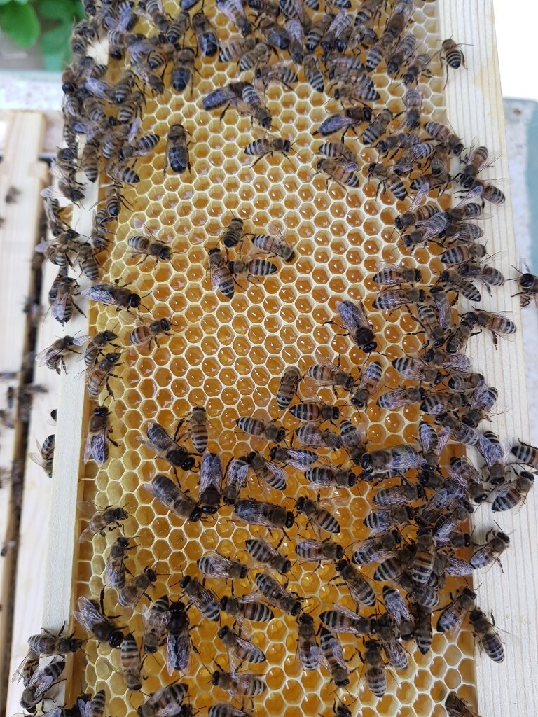 Honey Bees for Sale in Sheffield, South Yorkshire Gumtree