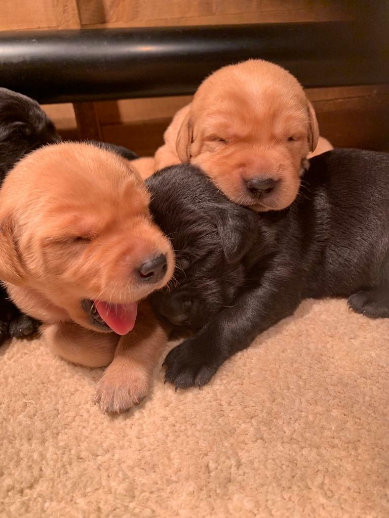 Labrador puppies for sale English and Irish champion bloodline in