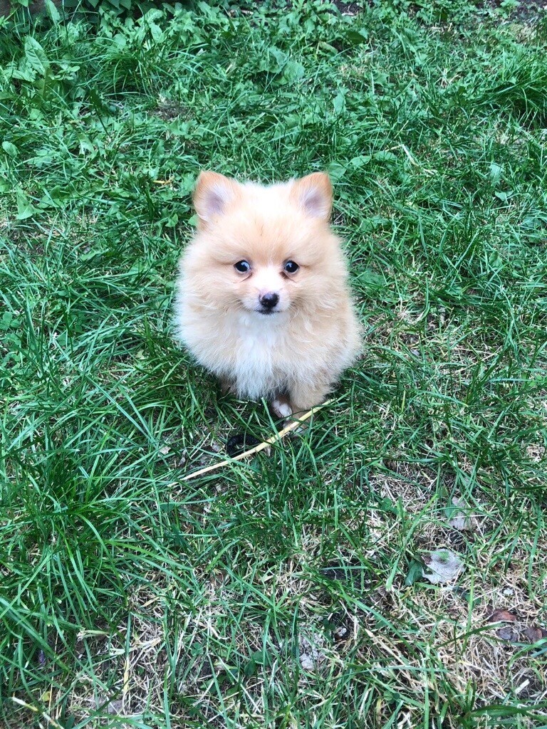 Pomeranian puppy in Milton Keynes, Buckinghamshire Gumtree