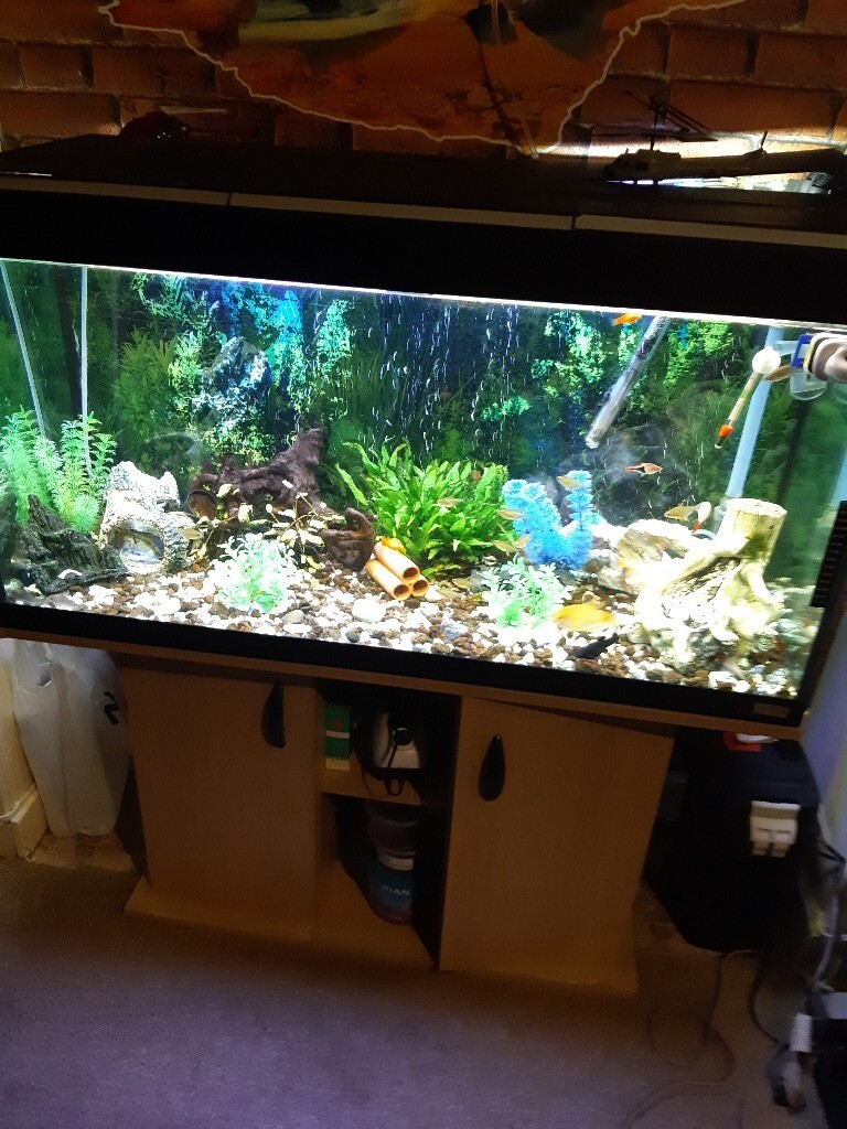 3ft fish tank in Methil, Fife Gumtree