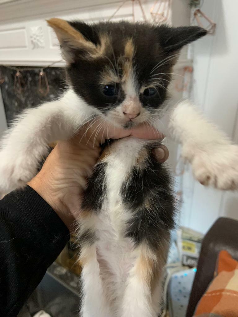 Ragdoll Maine coon moggy cross kittens for sale in Minster on Sea