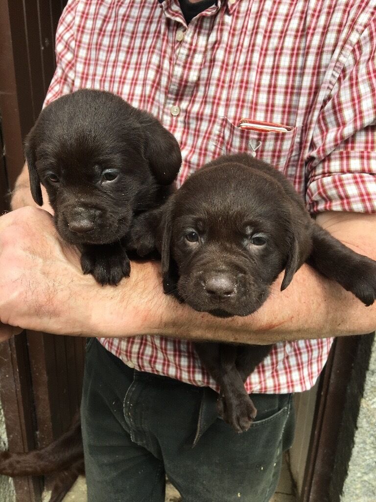 Chocolate Labrador puppies for sale in Torphins