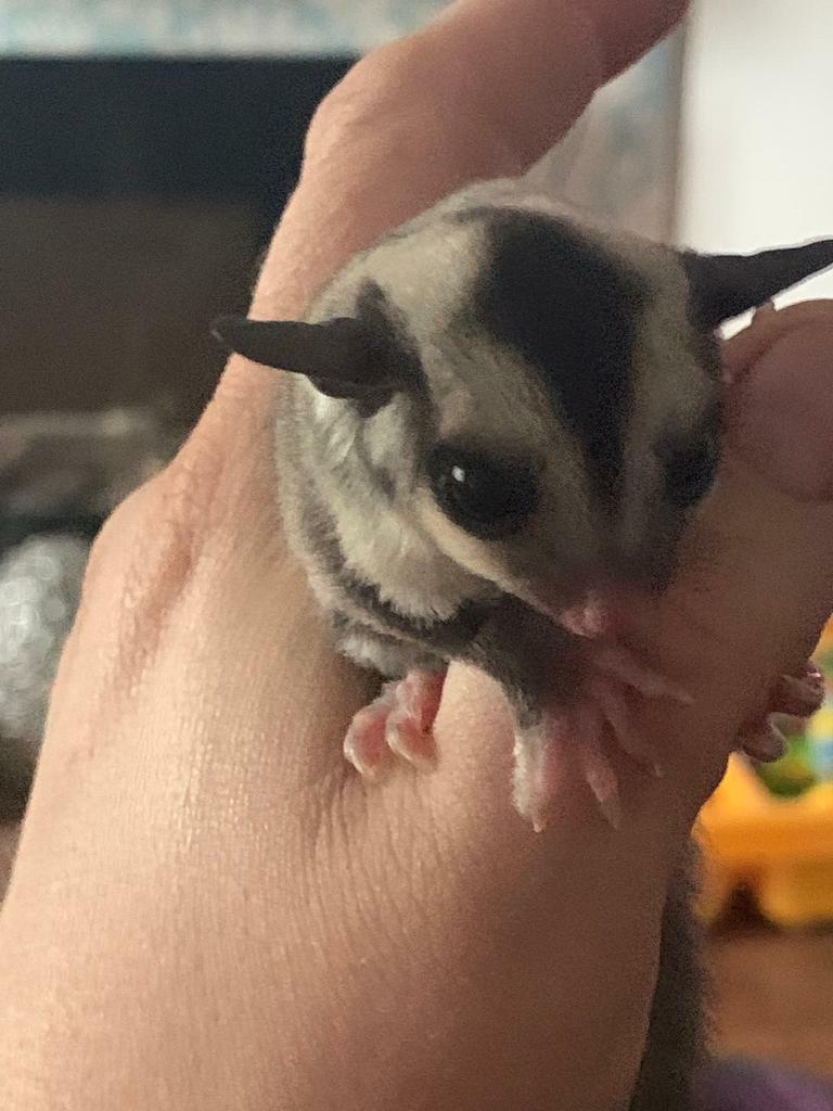 Female Sugar glider 11 weeks | in Greenwich, London | Gumtree