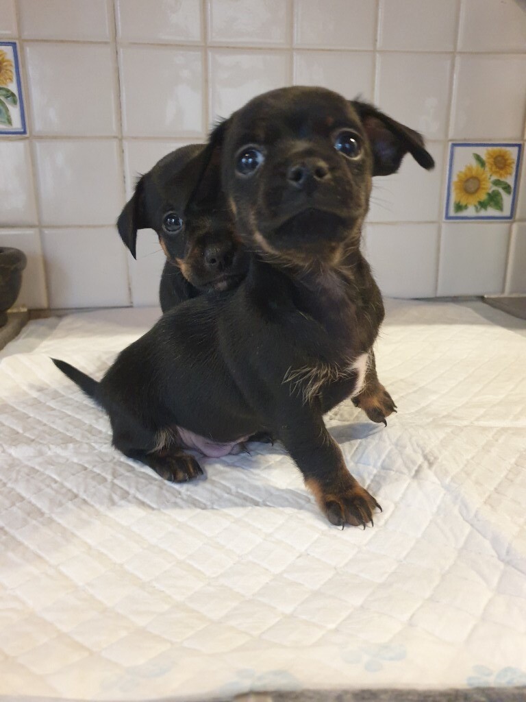 Miniature Dachshund X Chihuahua Puppy in Oswestry, Shropshire Gumtree