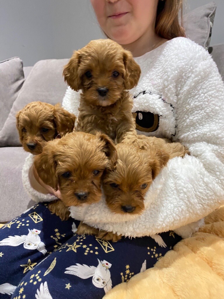 Cavapoo puppies in Sunderland, Tyne and Wear Gumtree