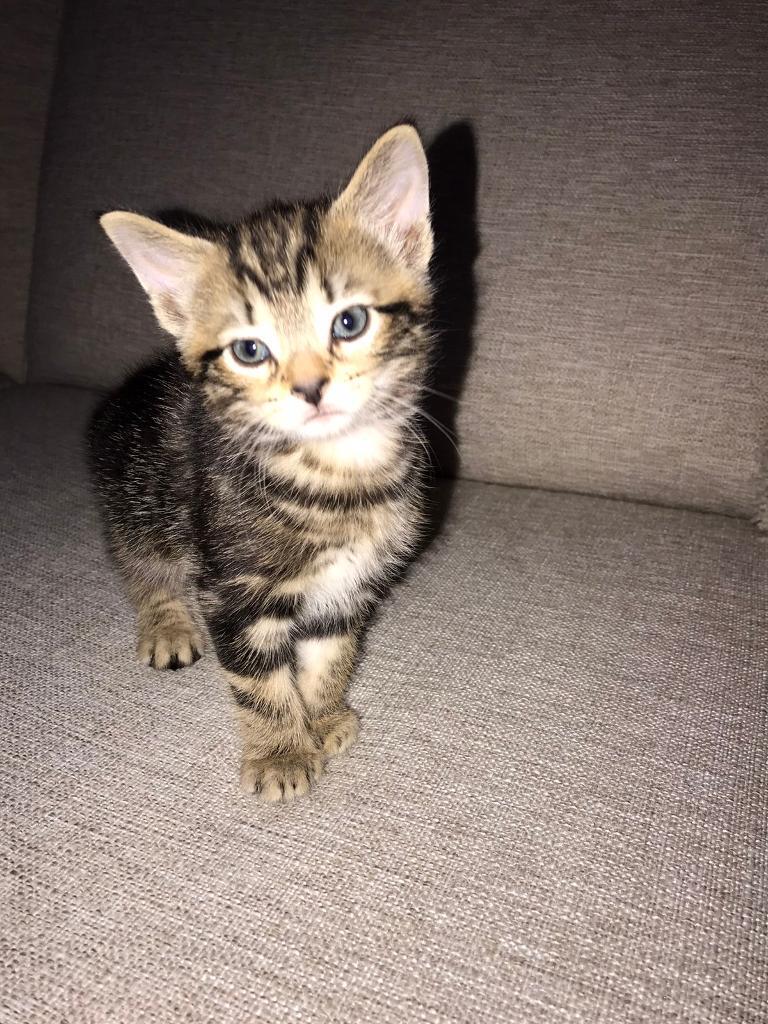 2 beautiful kittens for sale in North Shields, Tyne and Wear Gumtree
