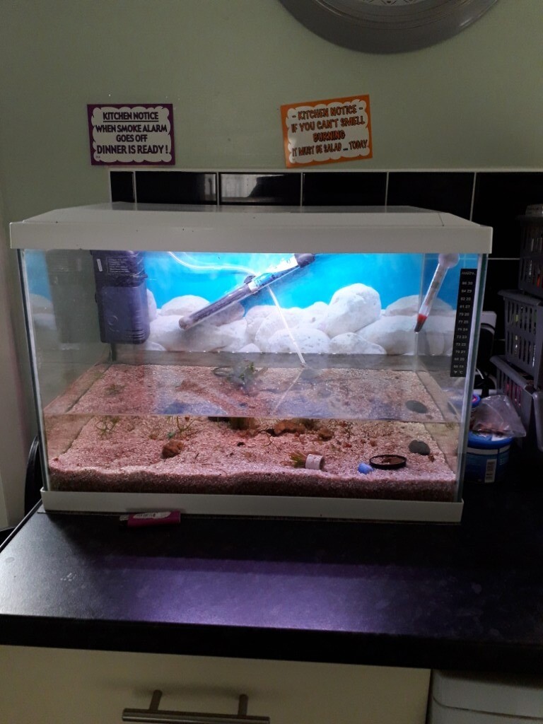 Fish tank, filter heater in StocktononTees, County Durham Gumtree