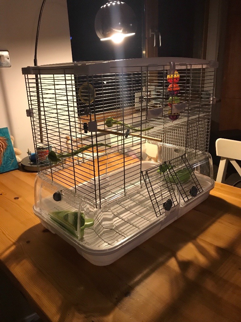 A budgie cage in New Gorbals, Glasgow Gumtree