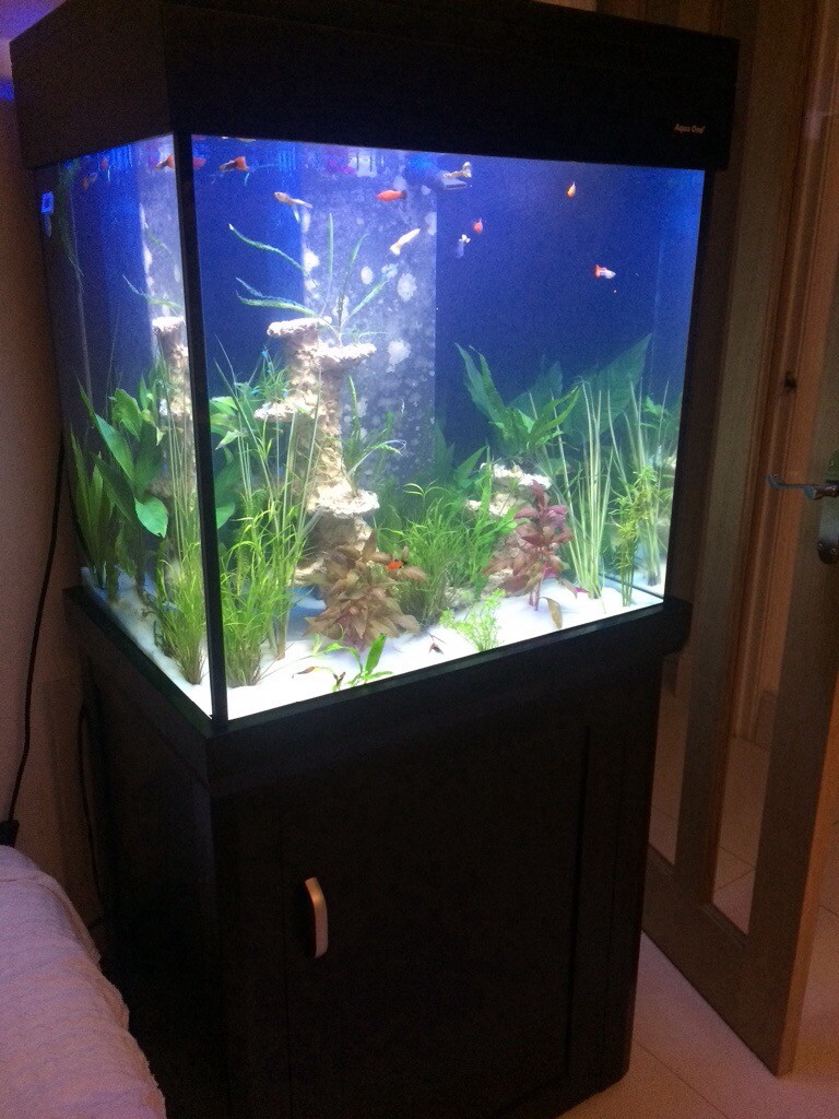 Aqua one black gloss large cube fish tank for sale! in West Bridgford