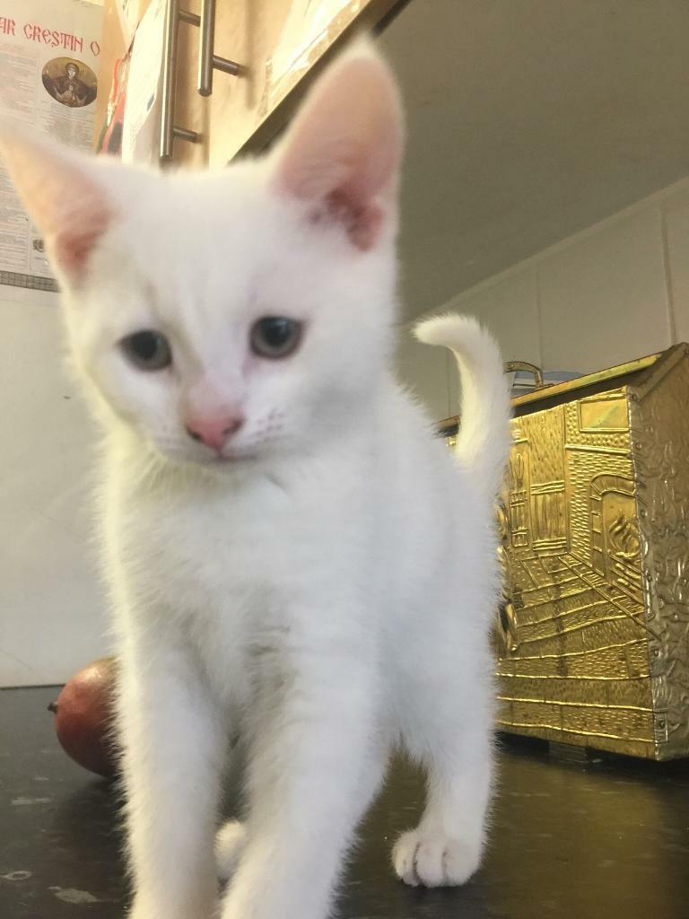 PURE WHITE TURKISH ANGORA KITTENS FOR SALE in Edgware, London Gumtree