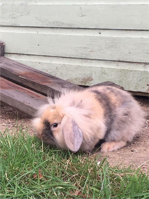 Urgent Giant French Lop Baby Bunnies Urgent Sale In