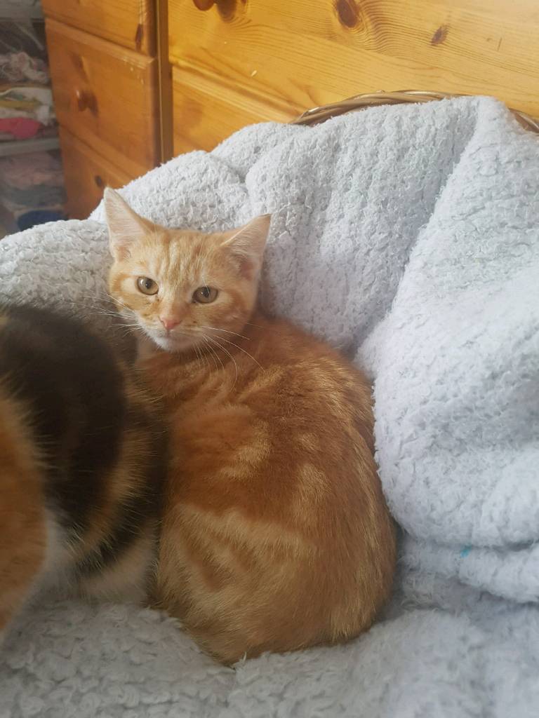 Ginger kitten 4 months old in Ballynahinch, County Down Gumtree