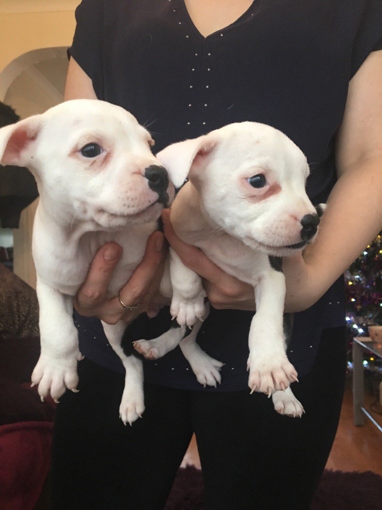 Staffy puppies for sale in Dudley, West Midlands Gumtree