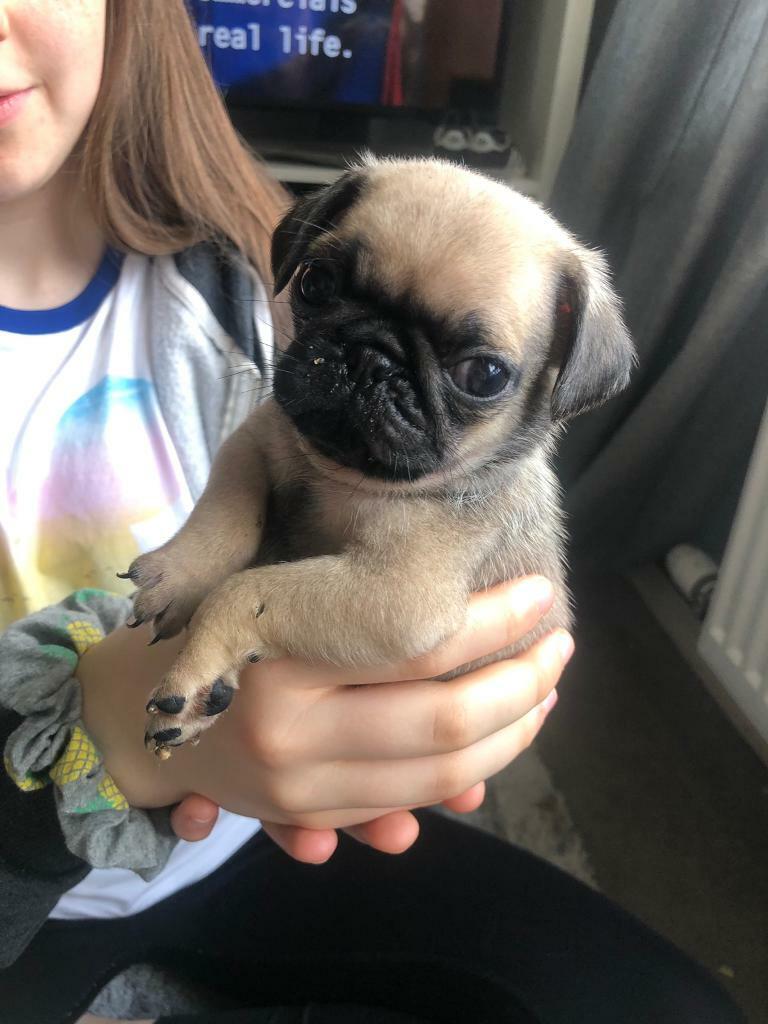 KC pug puppies in Granton, Edinburgh Gumtree
