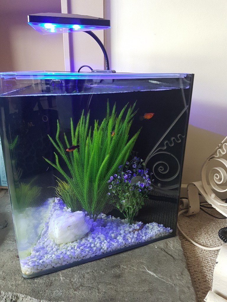 Contemporary triangle fish tank with 3 guppies in Perth