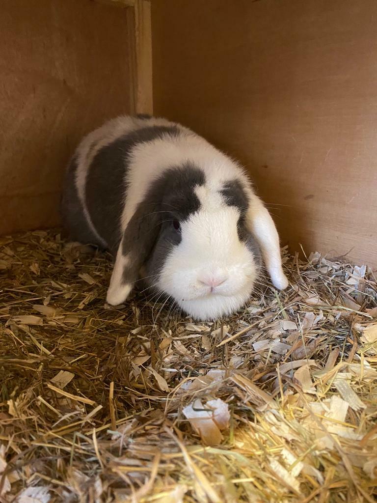 Mini lop rabbits for sale. in Falkirk Gumtree