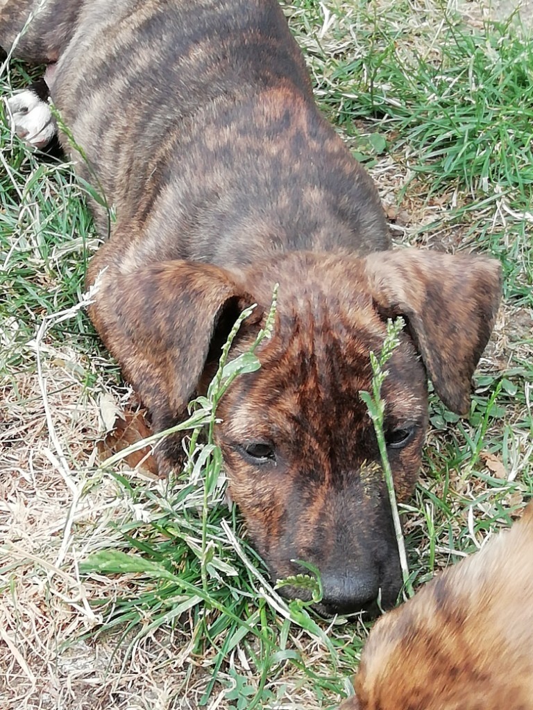 jack russell cross staffy bull terier in Harrow, London Gumtree