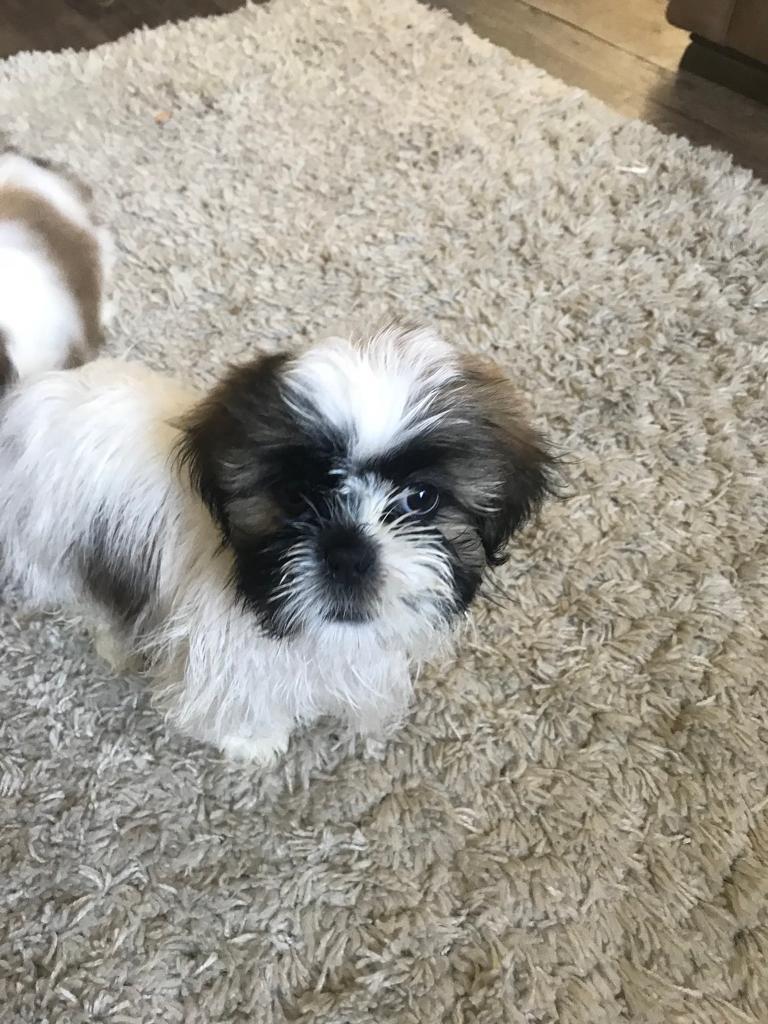 MALE SHIHTZU PUPPY FOR SALE in Dingle, Merseyside Gumtree