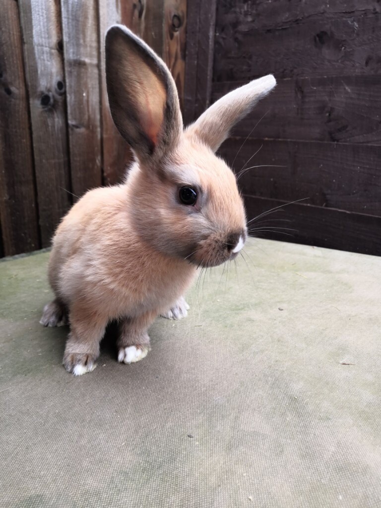 Baby rabbits for sale in Tonbridge, Kent Gumtree