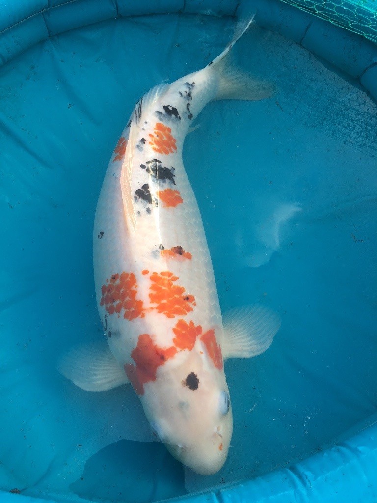 Koi pond fish for sale in Luton, Bedfordshire Gumtree