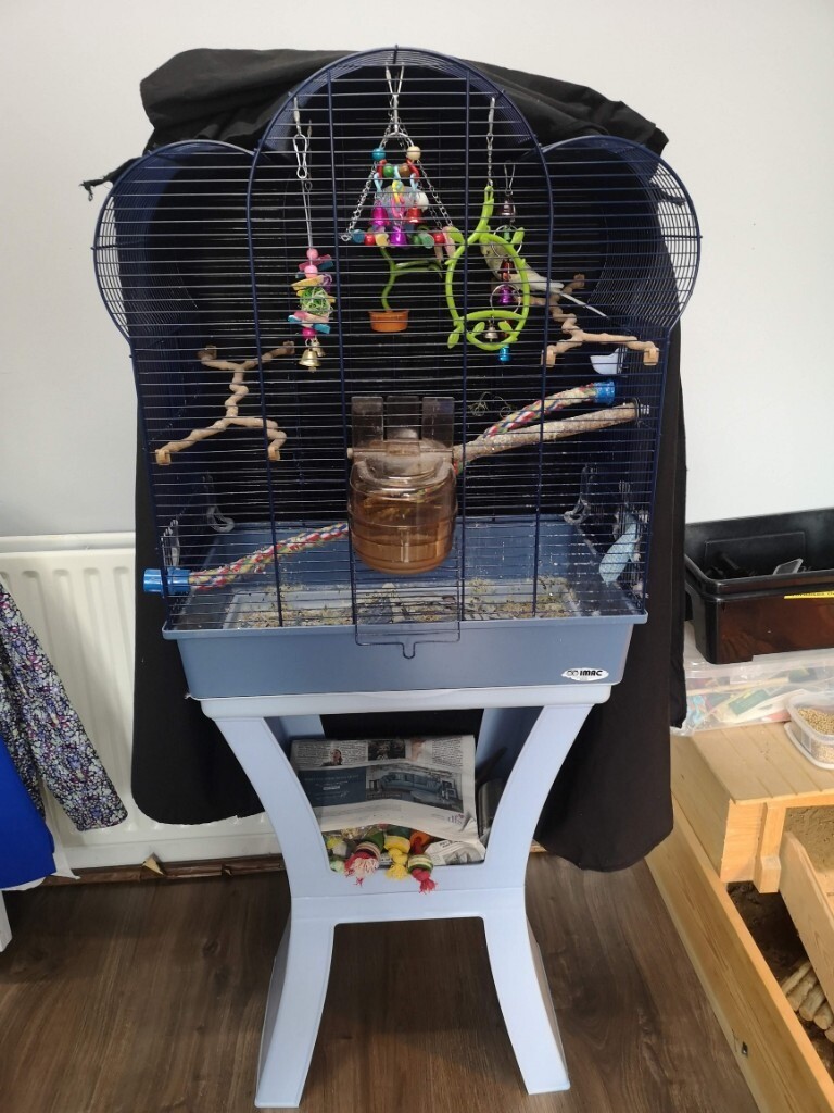 2x Budgies, Cage and Stand, Toys and big bag of feed for sale in Nottingham, Nottinghamshire