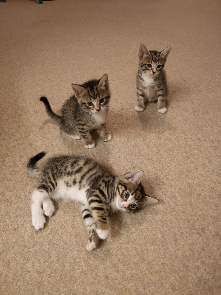 Bengal cross/Maine Coon kittens in Corby, Northamptonshire Gumtree
