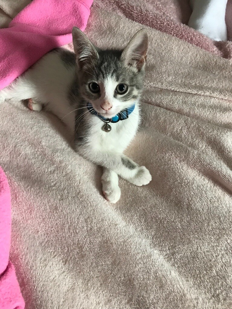 Male Kitten 18 weeks | in Bonnybridge, Falkirk | Gumtree