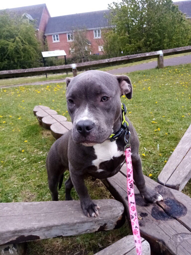 Blue American bully puppy in BurtononTrent, Staffordshire Gumtree