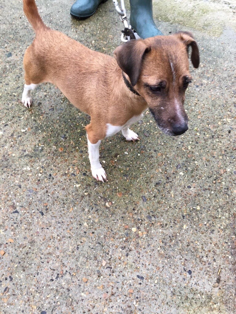 Plummer terrier puppies for sale in Mitcham, London Gumtree