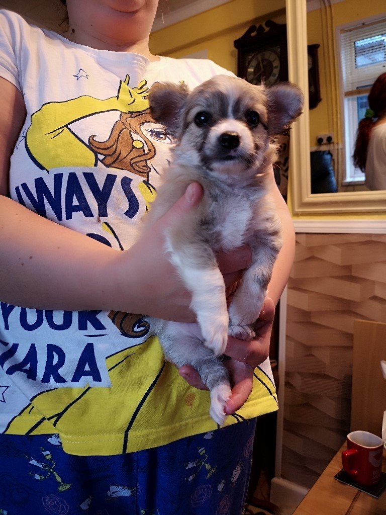 wolf sable colour Chihuahua puppy in Merthyr Tydfil Gumtree