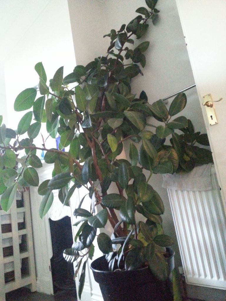Large Rubber plant 6ft houseplant Rubber Tree Pot in Brockley, London