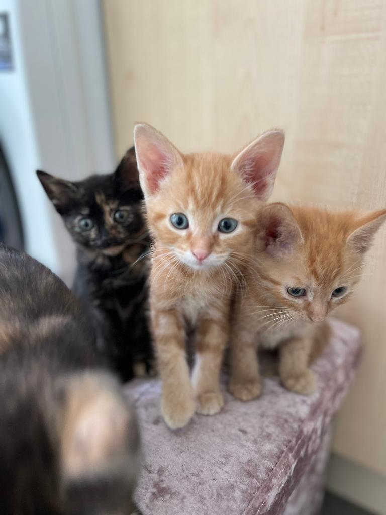 Kittens in Boston, Lincolnshire Gumtree
