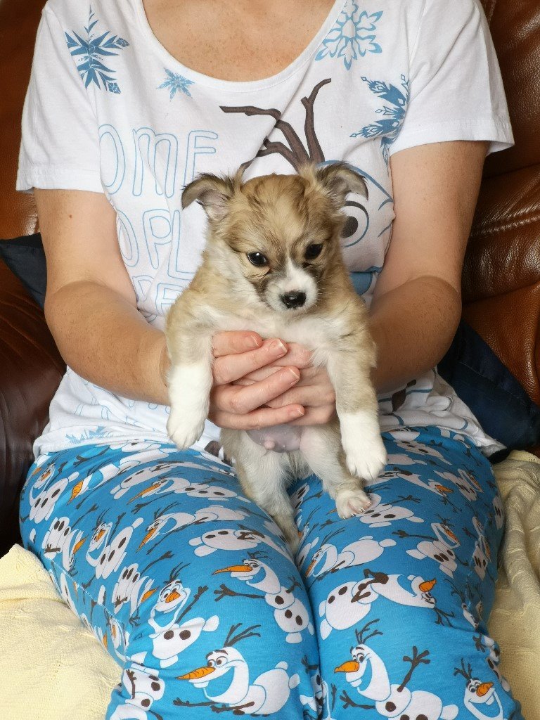 Wolf sable Chihuahua puppy needs new home £300 in Merthyr Tydfil