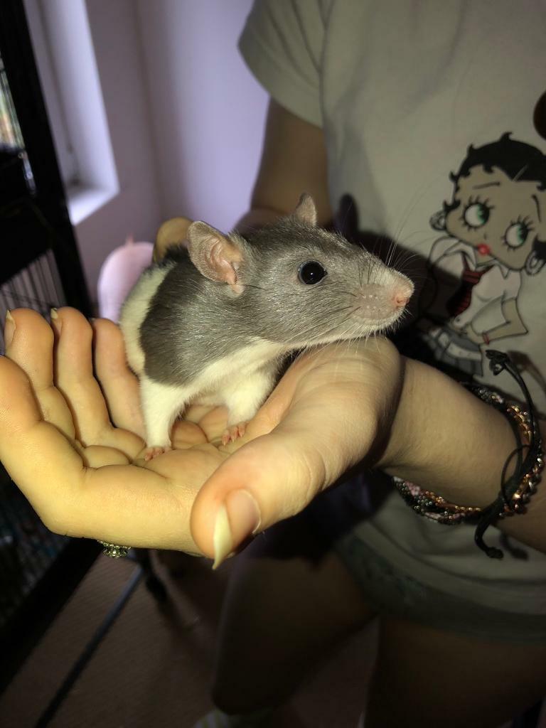 Pair of female fancy rats age 15 weeks in Matlock, Derbyshire Gumtree