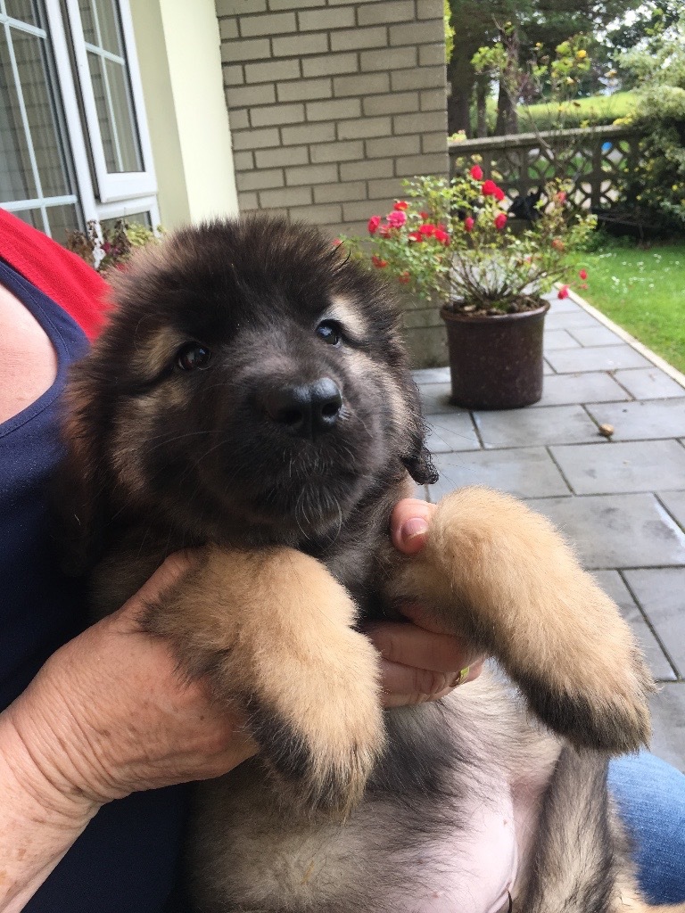 Leonberger pups for sale in Magherafelt, County Londonderry Gumtree