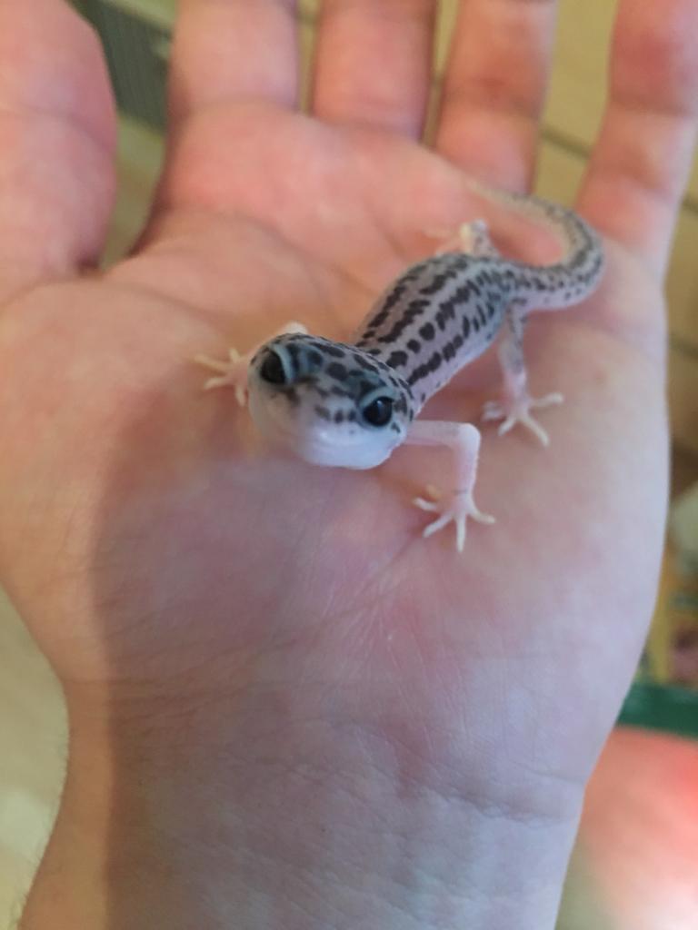 Tame leopard gecko in Brixton, London Gumtree