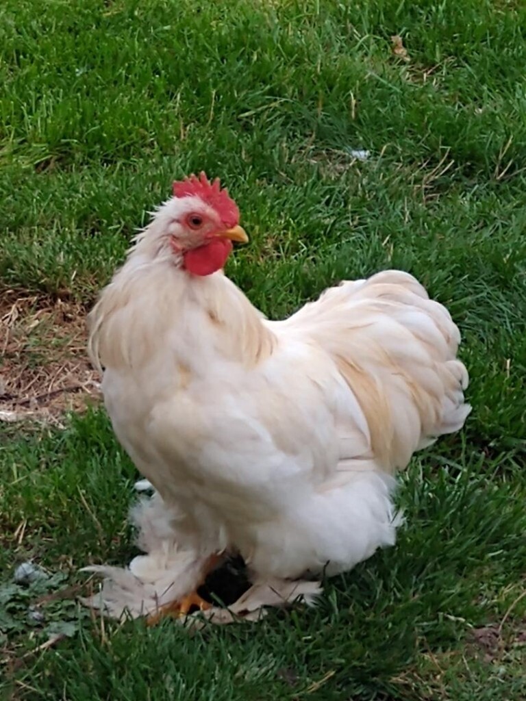 Free Ranging BORIS Handsome Pekin bantam cockerel/chicken in